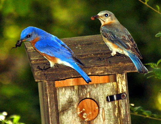 Earth Day 2009: A Bluebird Feeding Show 