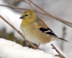 Bird Pics in the Snow for February 2011