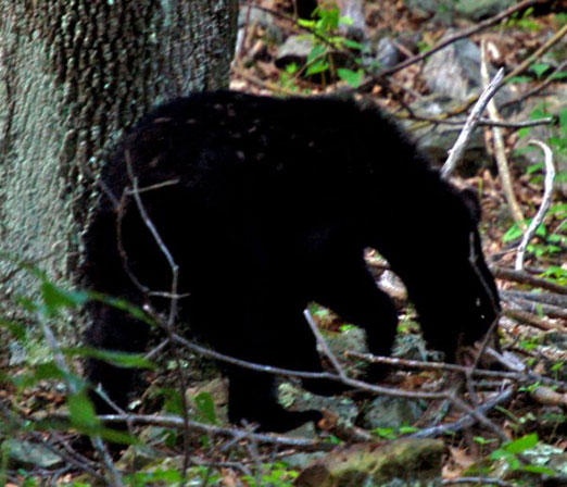 BlackBear1.jpg
