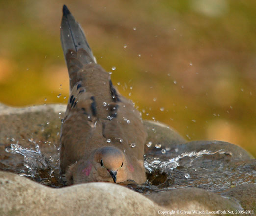 Mourning_Dove32011ab.jpg