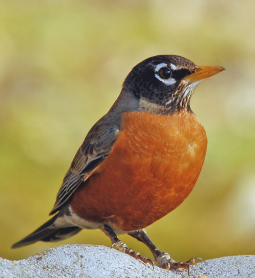 The First Female Grosbeak of the Spring Bird Migration of
