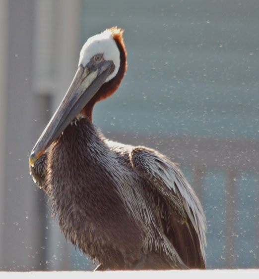 Brown_Pelican42211ab.jpg