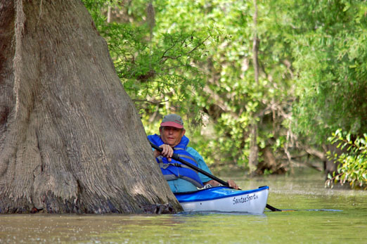 DH_cypress1b.jpg