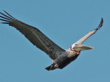 Gulf_BrownPelican42311cb