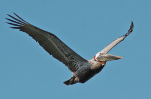 Gulf_BrownPelican42311cb