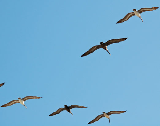 Gulf_PelicanFlocks42311bb.jpg