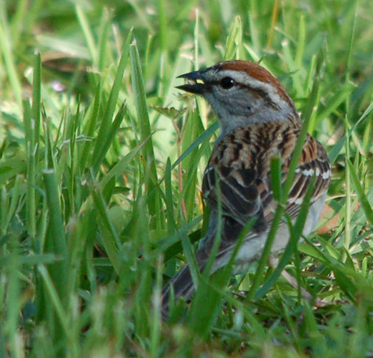 chipping_sparrow41711ab.jpg
