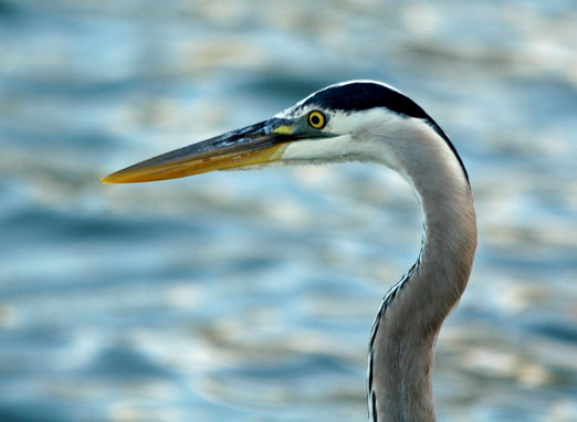 grtblueheron42211ab.jpg