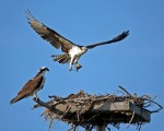 Nesting Ospreys Feeding Their Young in Gulf State Park