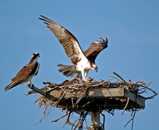 osprey feeding habits