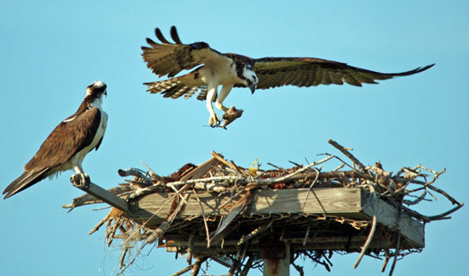 osprey nesting behavior