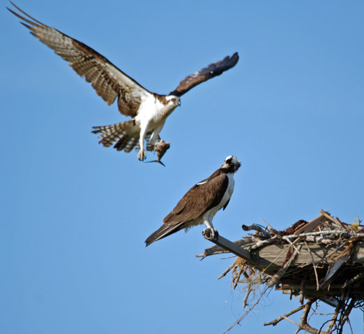 osprey nesting behavior