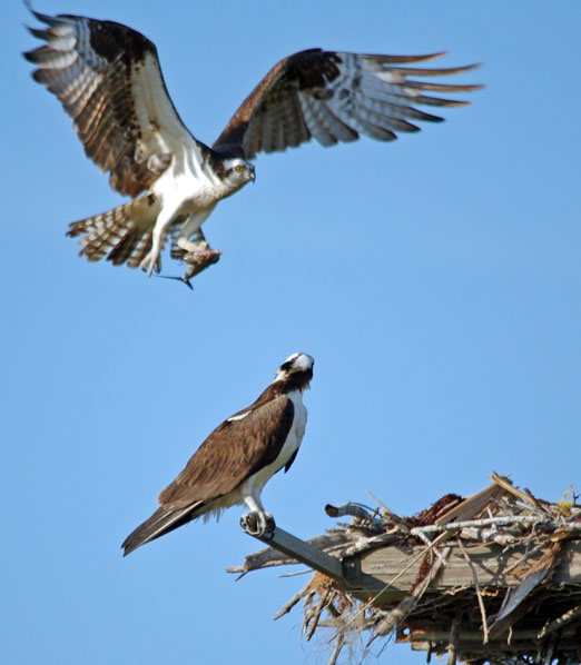 osprey feeding habits