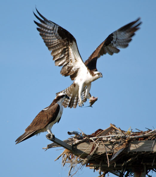 osprey feeding habits