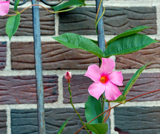Mandevilla92511b.jpg