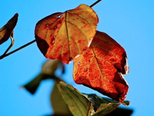 dogwoodleaves_fall92511b.jpg