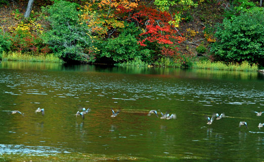 ducks101011ab.jpg