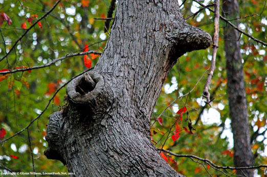 tree_crook1bc.jpg