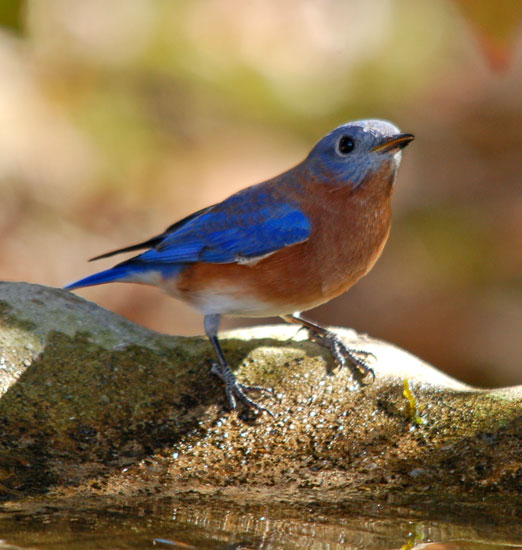 bluebird111bb.jpg
