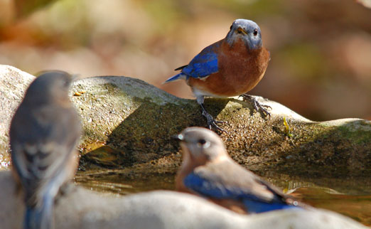 bluebirds111cb.jpg