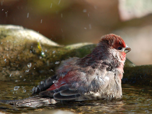 house_finch111ab.jpg
