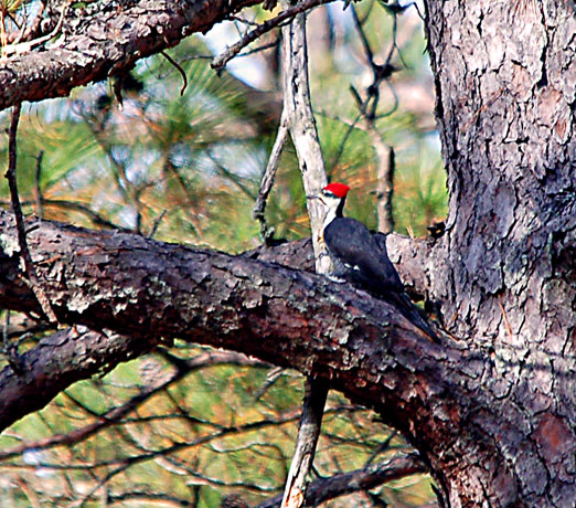 pileated_woodpecker111111bb.jpg