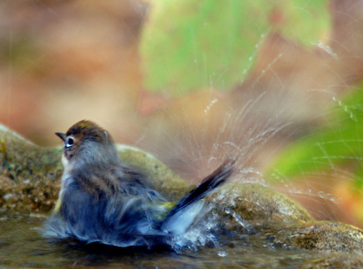 yel-rump_warbler111ab.jpg
