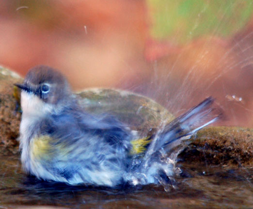 yel-rump_warbler111bb.jpg
