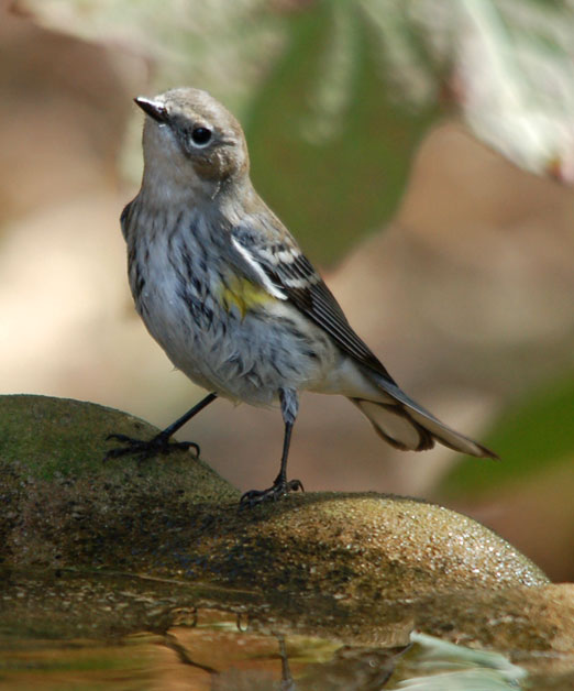 yel-rump_warbler111cb.jpg