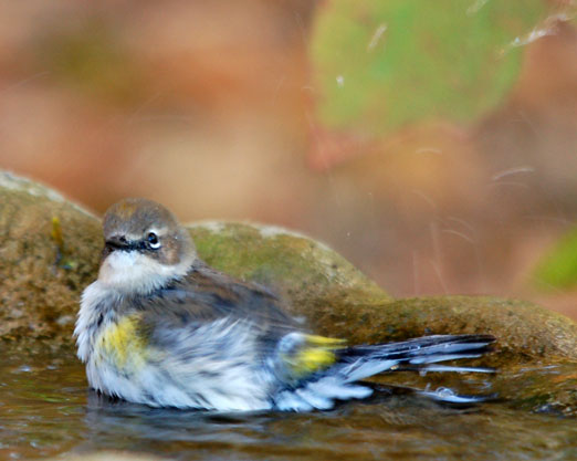 yel-rump_warbler111db.jpg