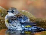 A Day in the Life of a Backyard Bird Bath During Fall Migration