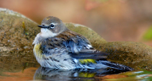 yel-rump_warbler111eb.jpg