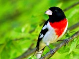 Spring Bird Migration 2012 in Full Swing as Grosbeaks Pass Through