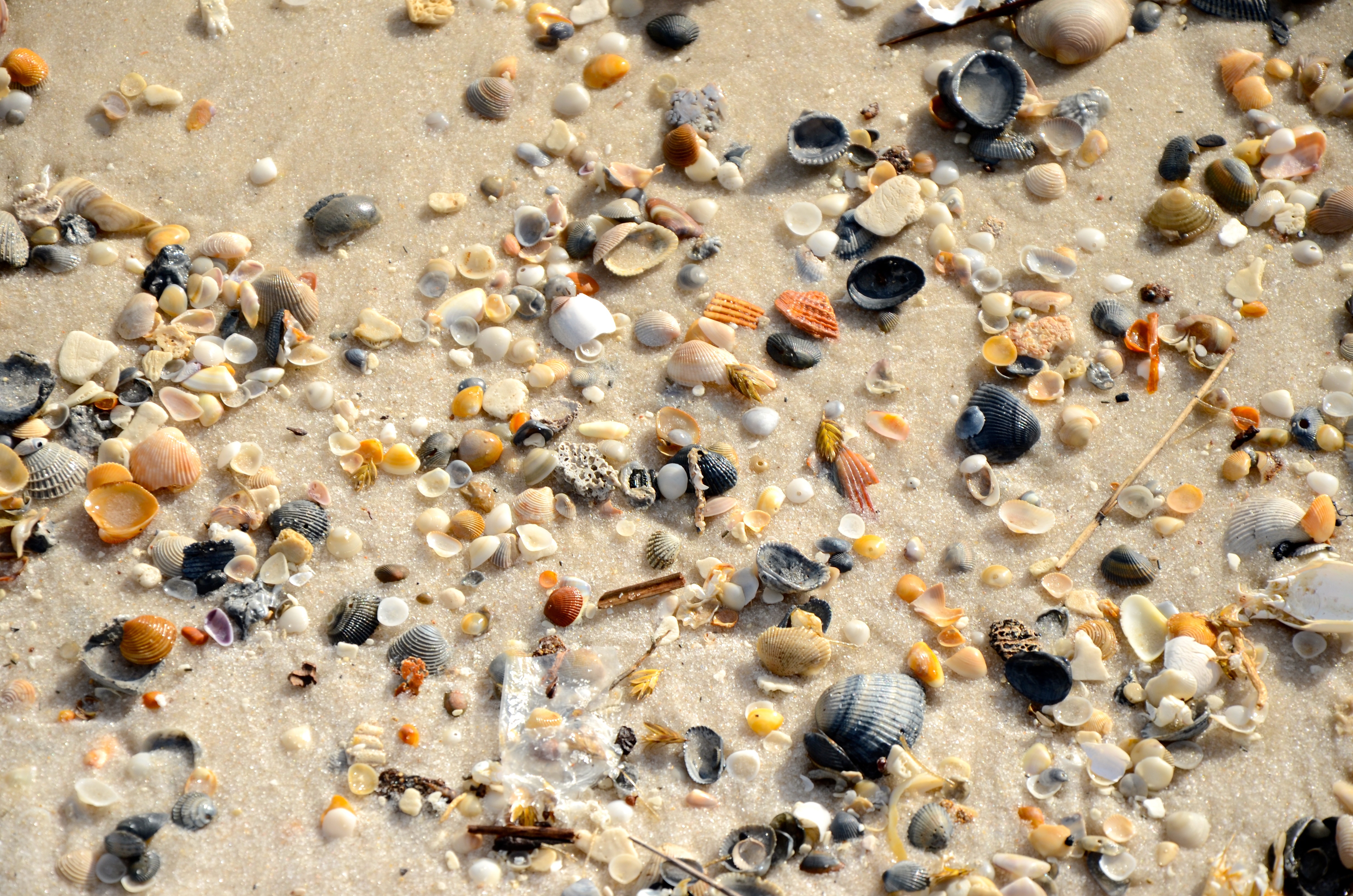 BonSecour_Beach2b1.jpg