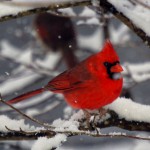Here We Go Again: More Snow Expected Across the South
