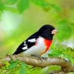 Spring Bird Migration 2012 in Full Swing as Rose-Breasted Grosbeaks Head North