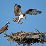 Easter Sunday Feature Photo: Ospreys Nesting in Gulf State Park 