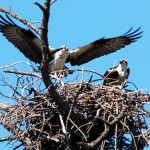 Ospreys Mating in Broad Daylight
