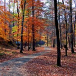 Gas Fracking Coming to Talladega National Forest?