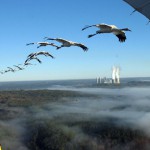 Endangered Whooping Cranes Zoom into Kentucky