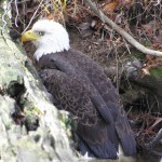 Reward of $5,000 Offered in Bald Eagle Shooting Death