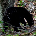 Reward of $2,500 Offered for Information on the Death of Two Black Bears