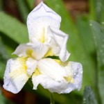 Global Warming: Spring Iris Blooming in December?