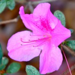 Global Warming: An Azalea Blooming in December