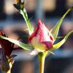 December Rosebud: Another Sign of Global Warming?