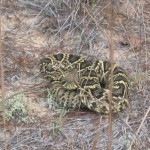 US Federal Government Wants to List the Eastern Diamondback Rattlesnake as a Threatened Species?