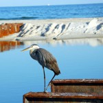 Where Oh Where Have All the Wildlife Gone?