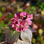 Global Warming: A Blue Hydrangea Blooming in December?