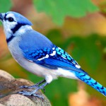 A Blue Jay Visits the Backyard Bird Bath