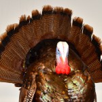 Thanksgiving 2012: A Cheaha Mountain Wild Turkey 